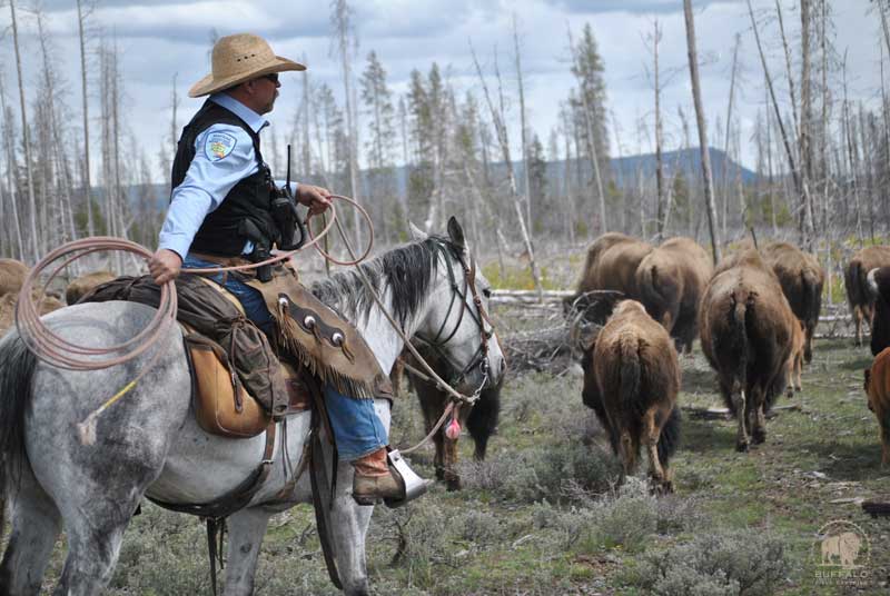 who is slaughtering the yellowstone national park buffalo