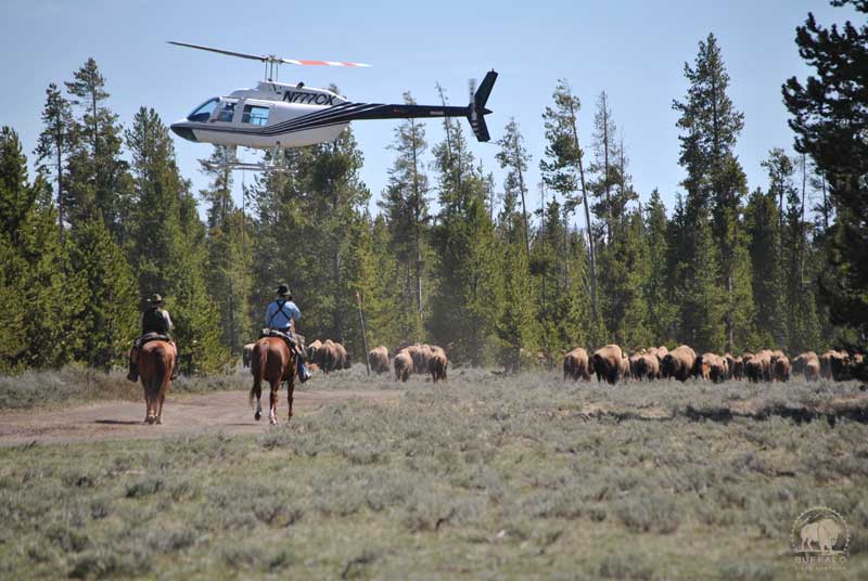 who is the montana department of livestock