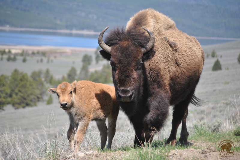 why are the yellowstone national park buffalo being slaughtered