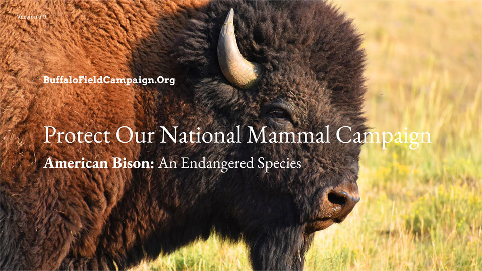 Buffalo Field Campaign Our National Mammal Slideshow