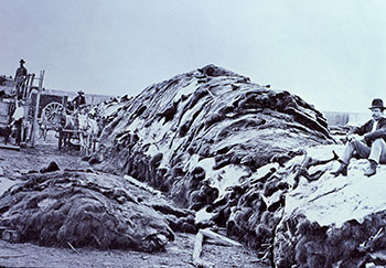 bison hides