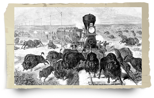 Shooting buffalo from train