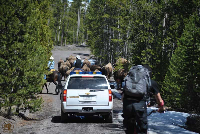 yellowstone bison hazing operation