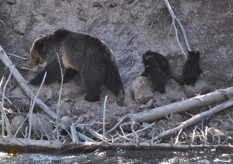 Yellowstone Bison Grizzly Bear