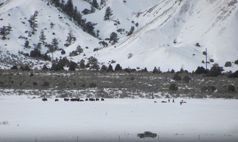 2016 12 29 01 001 BFCpissot800