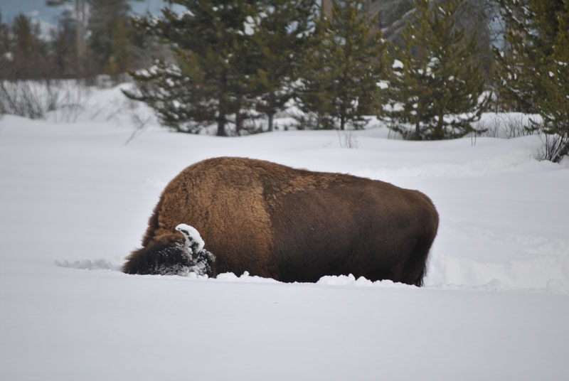 2016 12 29 01 002 CrateringBullBFCseay800