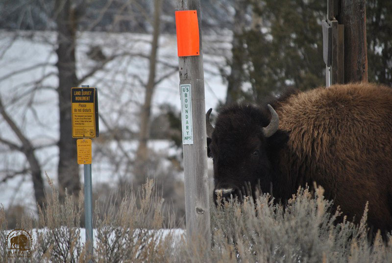 2017 02 09 02 001 Beattie Gulch BFCseay2016 800