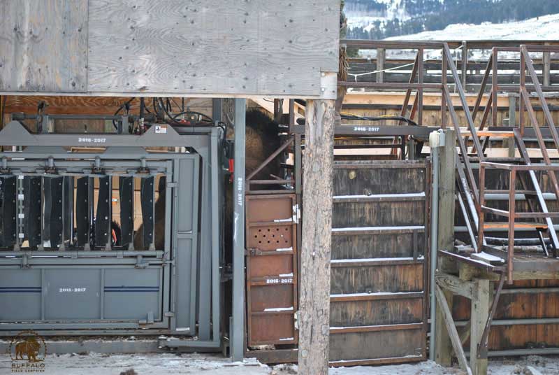 2017 03 02 02 003 Update Fightingforlife YNPsqeezechute 3 1 17 BFCseay