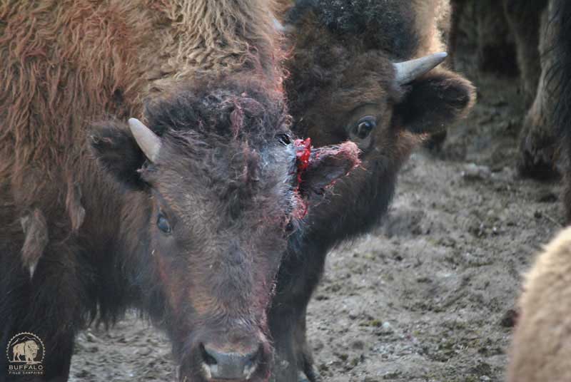 2017 03 02 02 004 Update InjuredCalvesYNPSC3 1 17 BFCseay