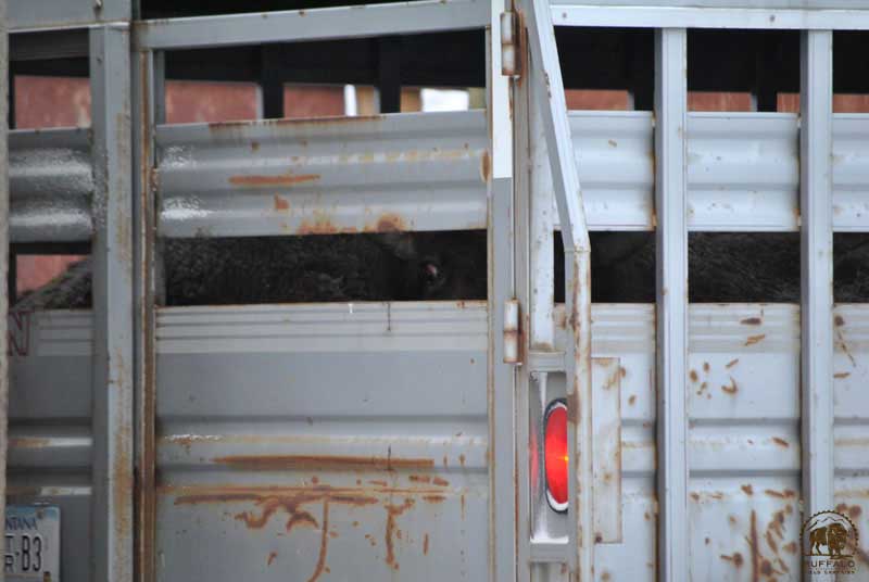 2017 03 02 02 004 Update ToSlaughterhouse YNPtrap 3 1 17 BFCseay