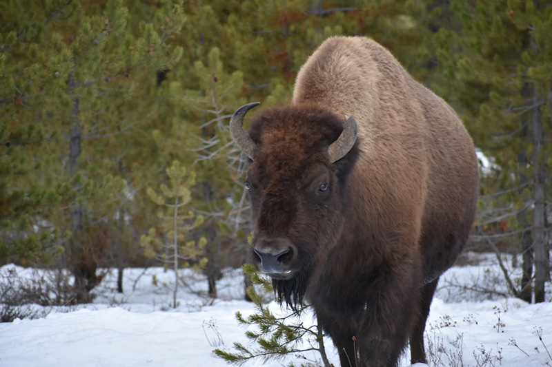 2018 01 18 01 001 Update 1 BFCseay2017 800