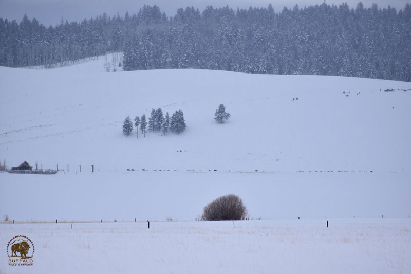 2018 01 18 01 002 Update 2 BFCseay2018 800