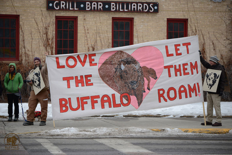 2018 02 15 02 002 Bozeman 7 Buffalo Field Campaign DGR Max Wilbert 2018 800
