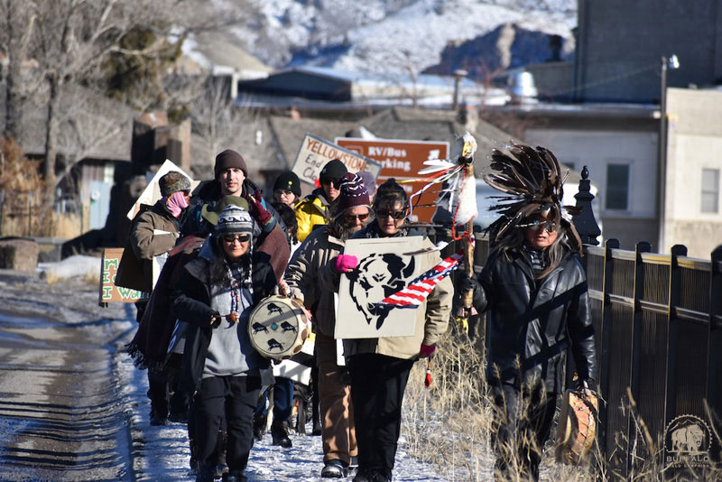 2018 02 15 02 004 Rosalie 1 Buffalo Field Campaign Stephany Seay 2018 800
