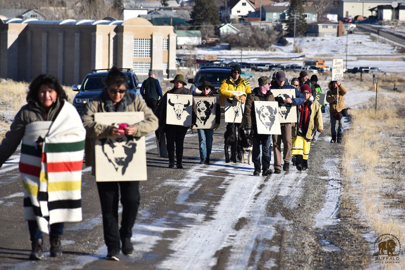 2018 02 15 02 006 Rosalie 2 Buffalo Field Campaign Stephany Seay 2018 800