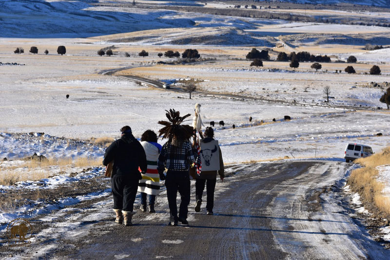 2018 02 15 02 008 Rosalie 4 Buffalo Field Campaign Stephany Seay 2018 800
