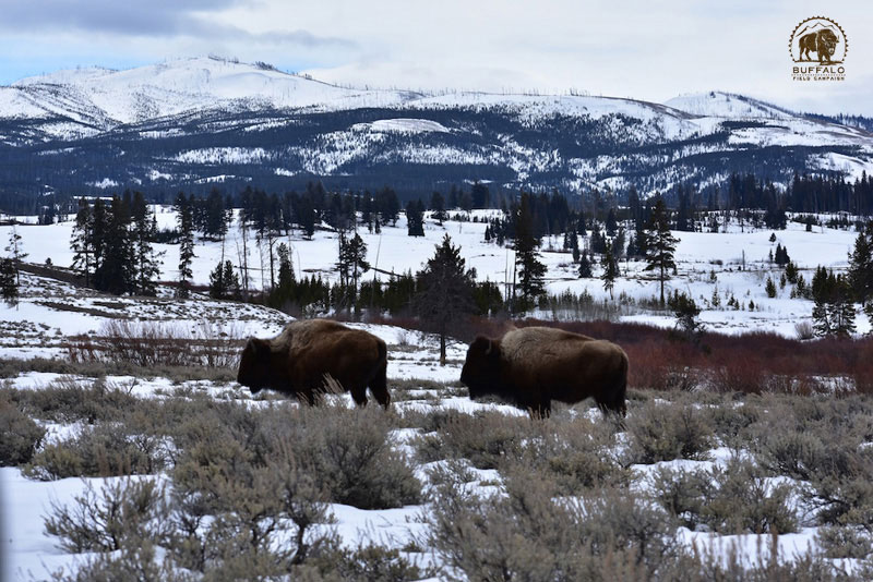 2018 3 29 Update1 Buffalo Field Campaign Stephany Seay photo 800