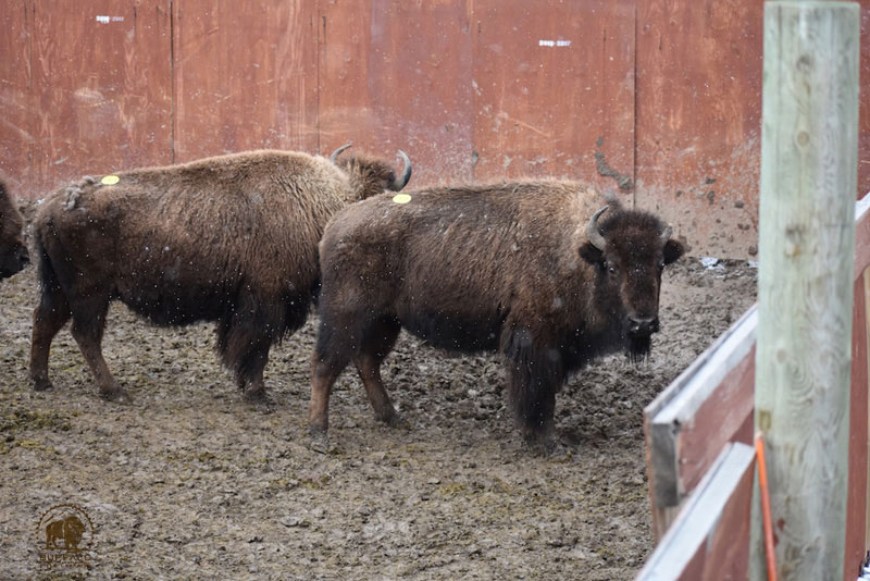 2018 3 29 Update2 Buffalo Field Campaign Stephany Seay photo 800