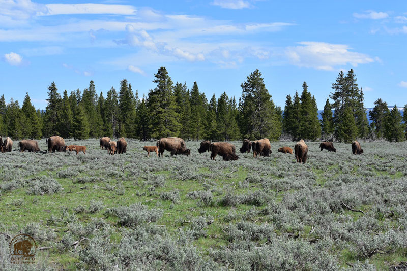 2018 05 31 01 001 Update1 Buffalo Field Campaign Stephany Seay photo 800