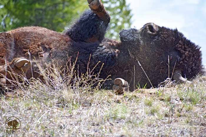 2018 05 31 01 002 Update2 Buffalo Field Campaign Jaedin Medicine Elk photo