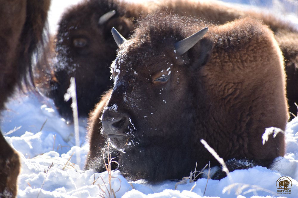 2019 01 31 01 002 Update2 BFC Stephany Seay photo