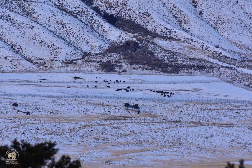 2019 01 31 01 003 Update3 BFC Stephany Seay photo