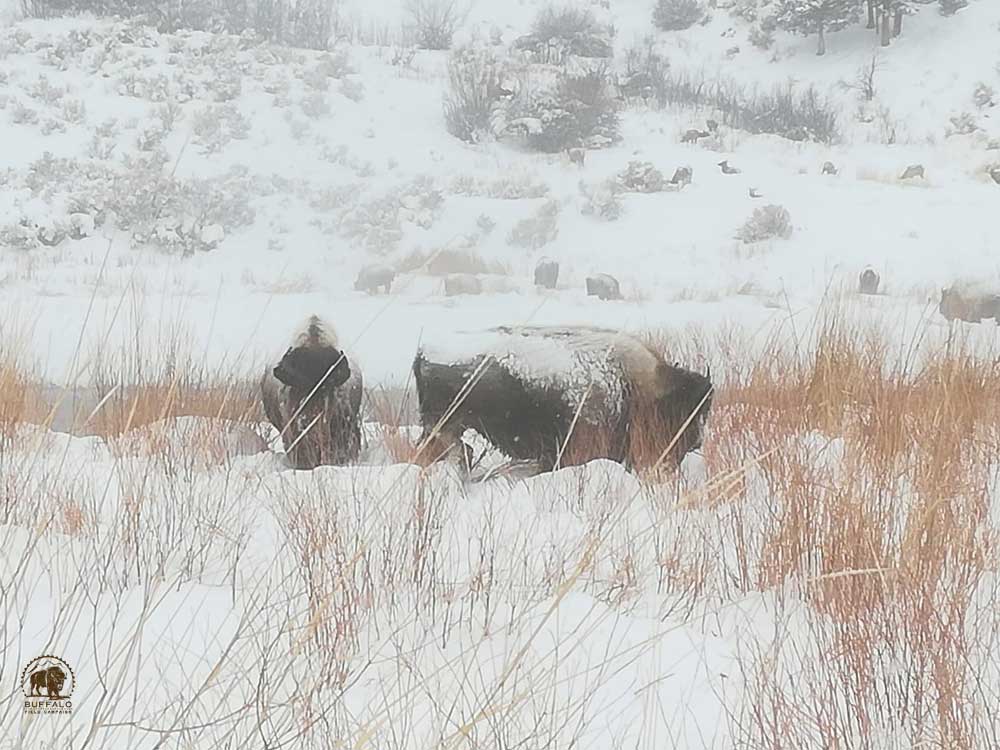 2019 02 28 02 002 Update 2 BFC Georg Bergthaler photo