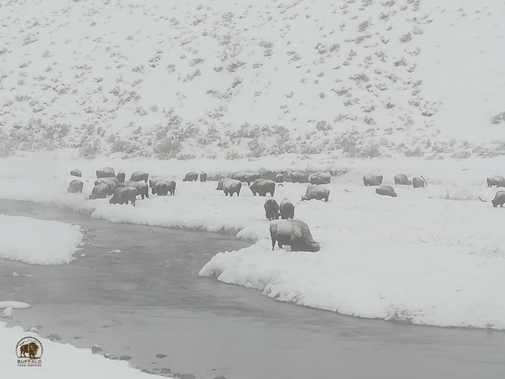 2019 02 28 02 004 Update 4 BFC Georg Bergthaler photo