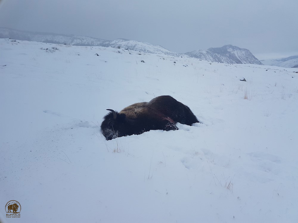 2019 03 07 01 002 Update 2 BFC David Steinle Neumann photo