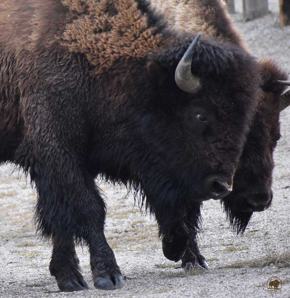 2019 04 18 01 003 Update 3 BFC Stephany Seay photo