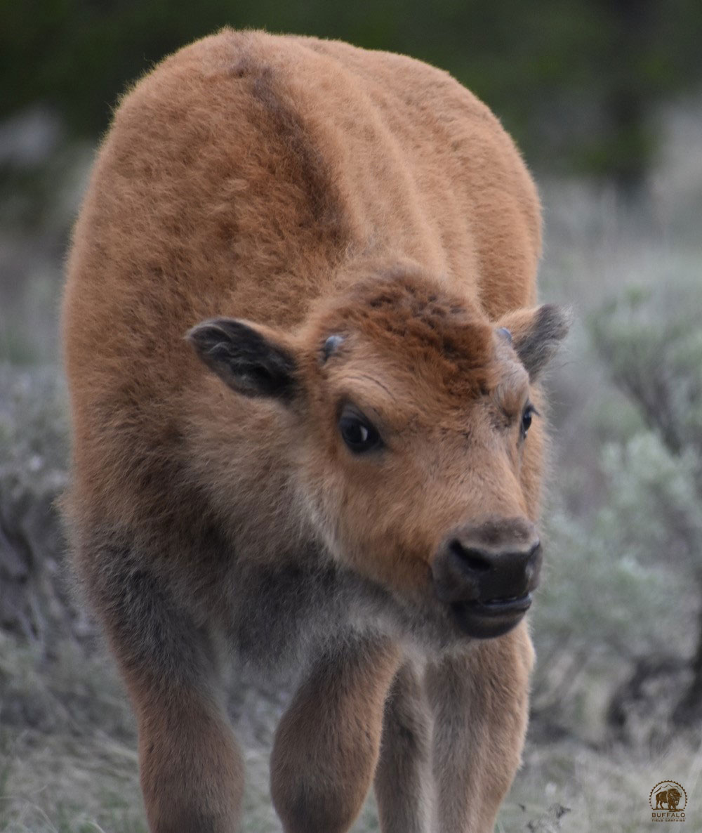 2019 05 30 01 001 Update 1 BFC Stephany Seay photo