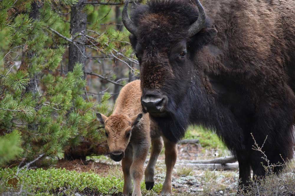 2019 05 30 01 002 Update 2 BFC Stephany Seay photo