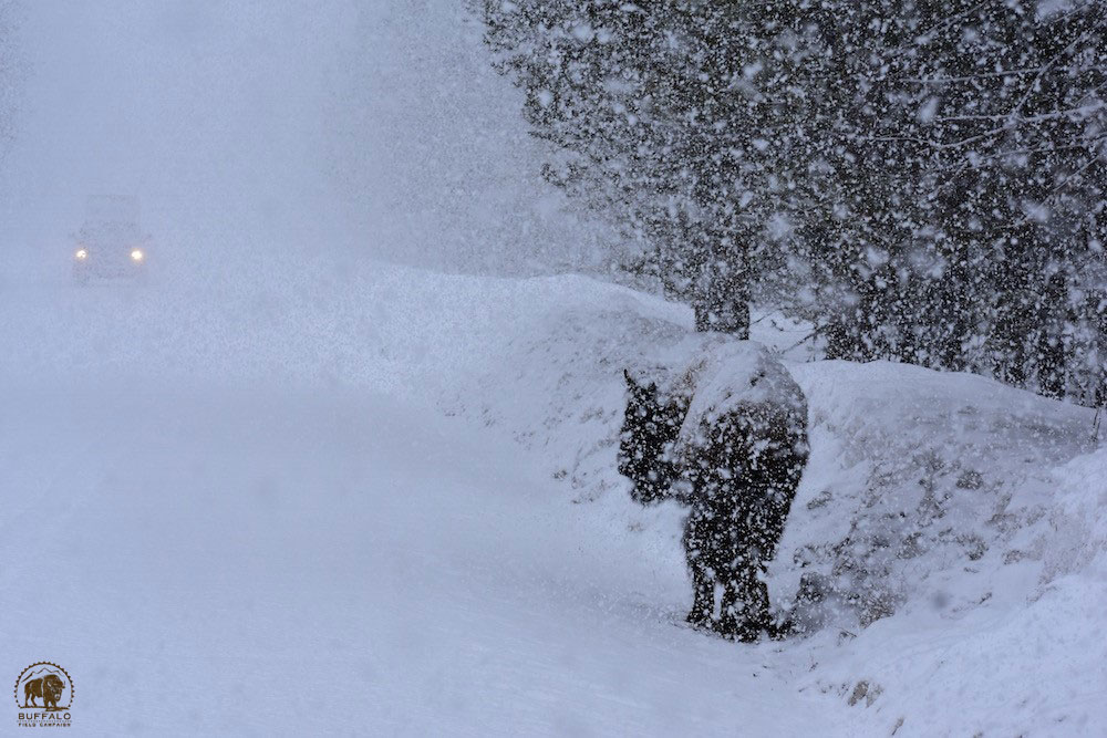 2020 03 19 01 001 Update 1 BFC Stephany Seay photo