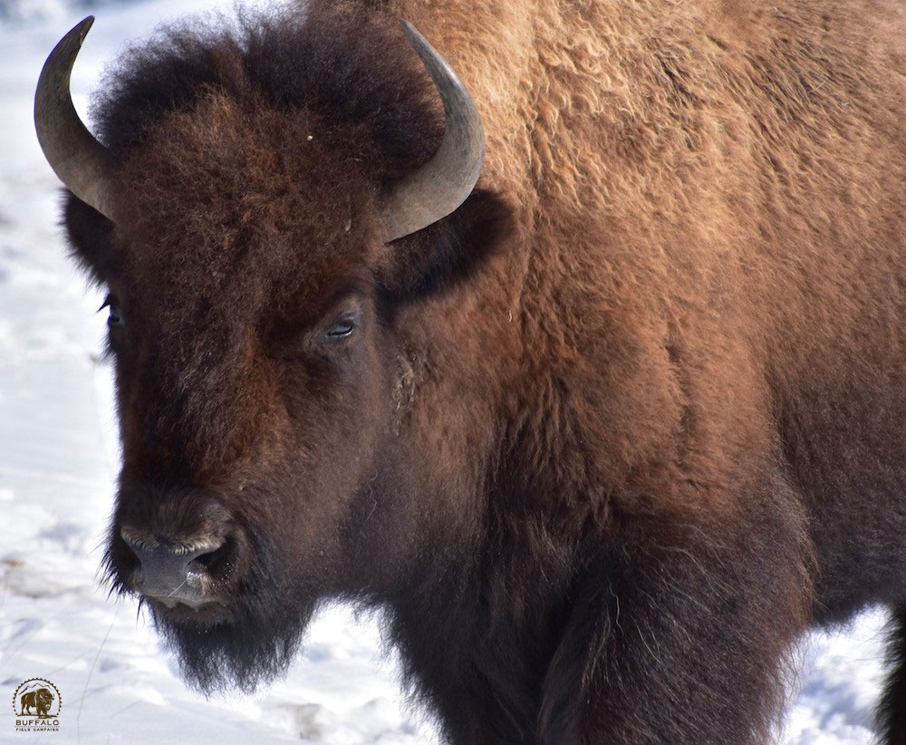 2020 03 19 01 002 Update 2 BFC Stephany Seay photo