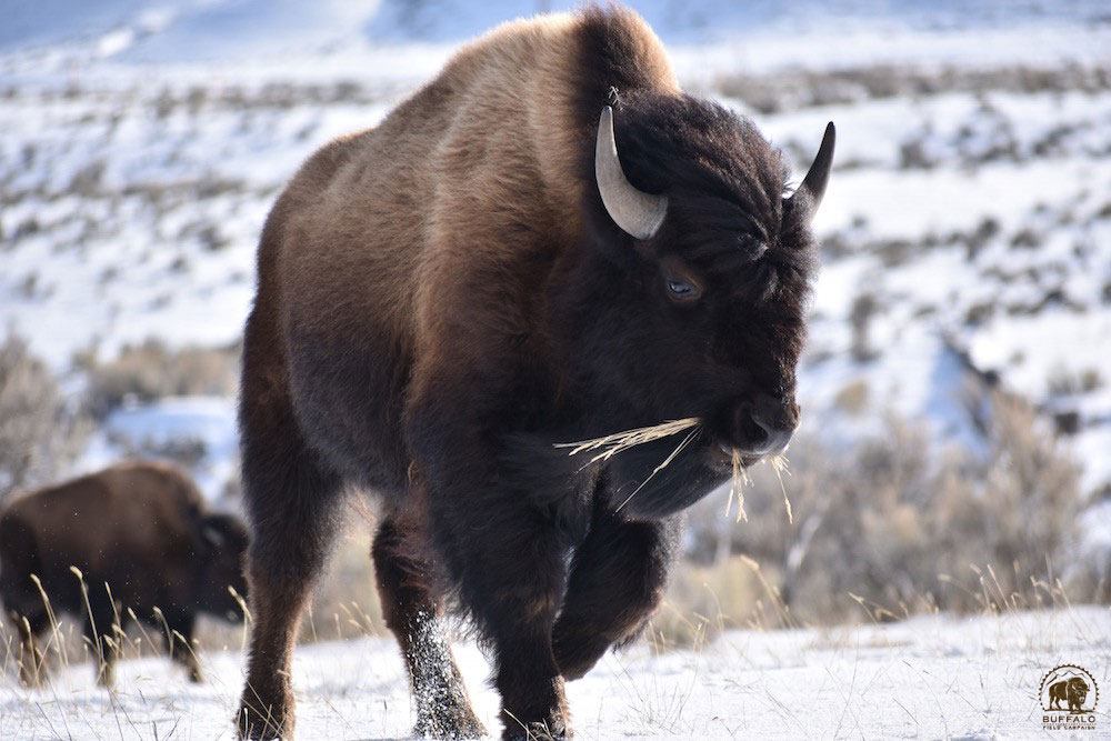 2020 03 26 01 002 Update 2 BFC Stephany Seay photo