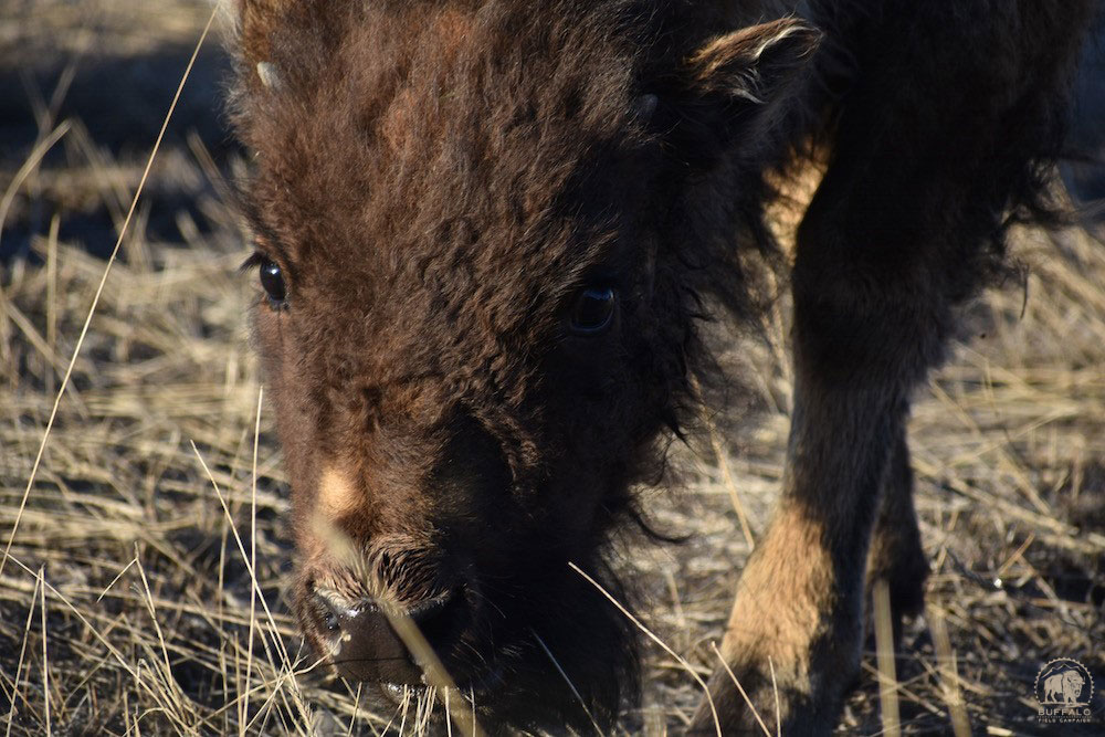 2020 03 26 01 003 Update 3 BFC Stephany Seay photo