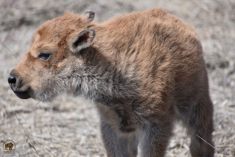 2020 04 30 01 001 Update 1 BFC Stephany Seay photo