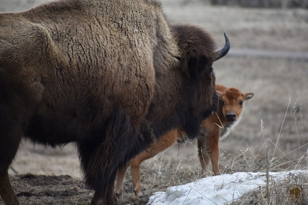 2020 04 30 01 002 Update 2 BFC Stephany Seay photo