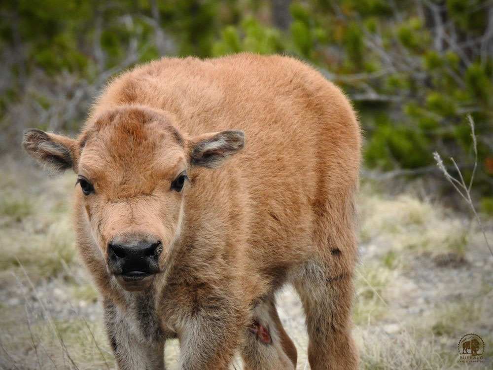 2020 05 14 01 002 Update 3 BFC Cindy Rosin photo