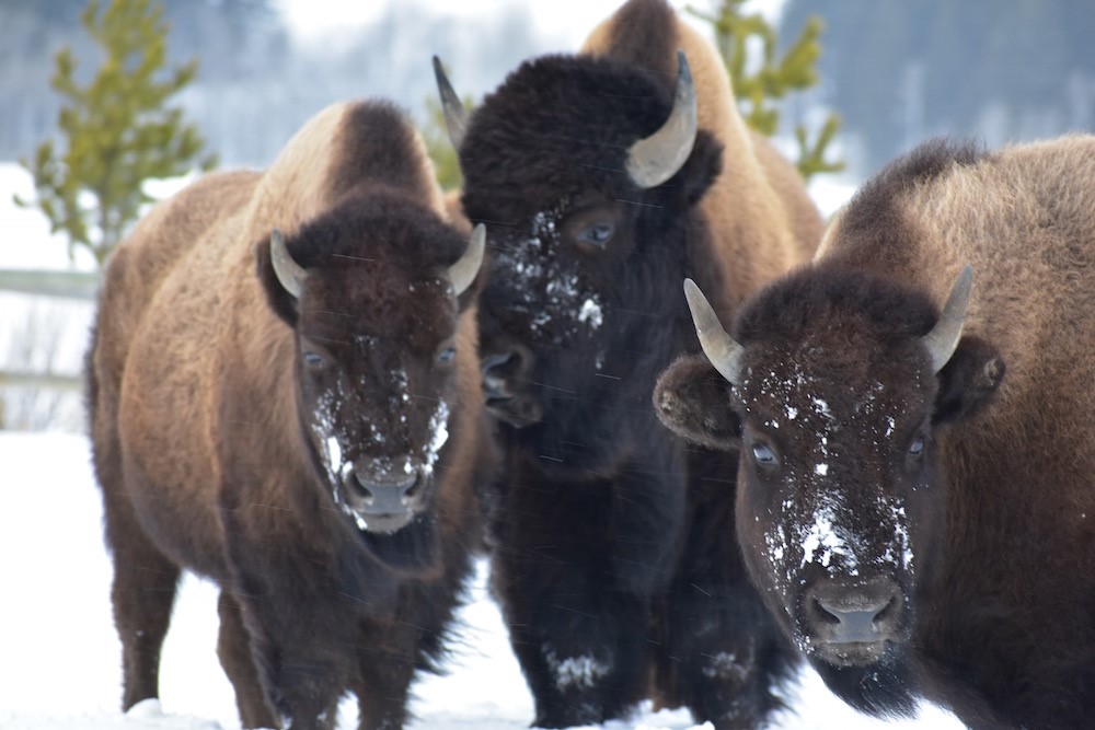 2020 12 24 01 002 Update 2 BFC Stephany Seay photo