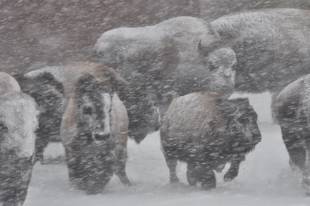 2020 12 24 01 003 Update 3 BFC Greg Marin photo