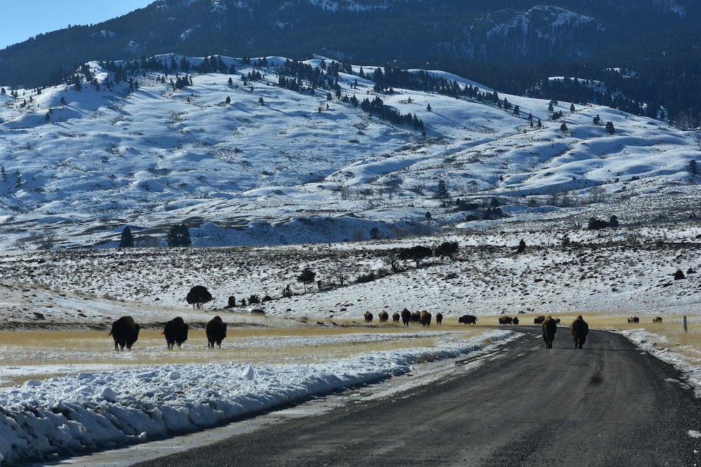 2021 03 04 01 004 Update 4 BFC Stephany Seay photo