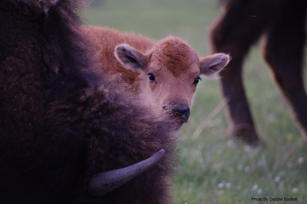 Photo by Debbie Bartlett. Submitted for 2014 calendar. hayseed@wyomingwireless.com