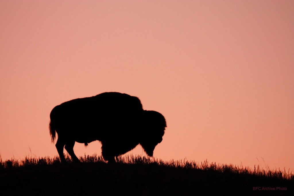 Photo by Jim Walton. Full use permission granted. jwal4503@comcast.net