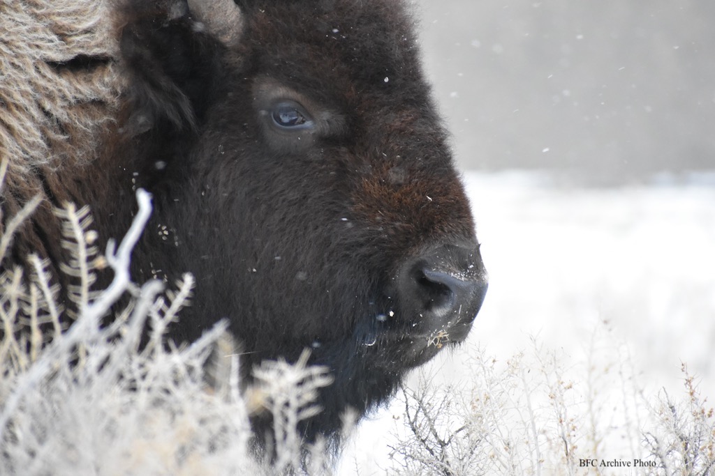 2022 01 31 01 001 yellowstone bison close up snout