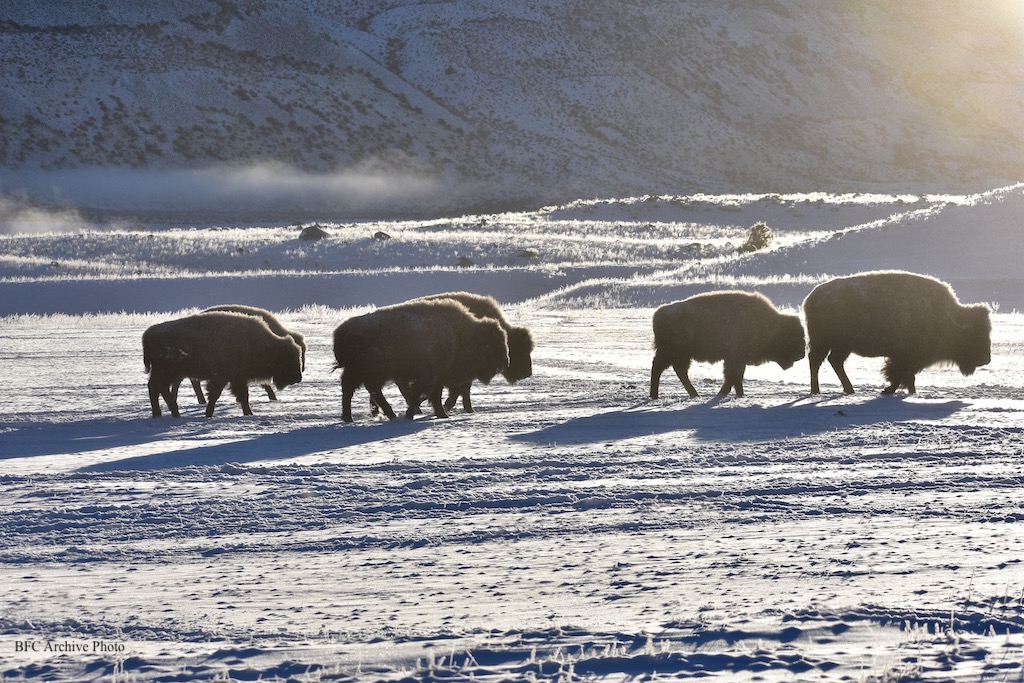 2022 01 31 01 002 yellowstone bison family moving