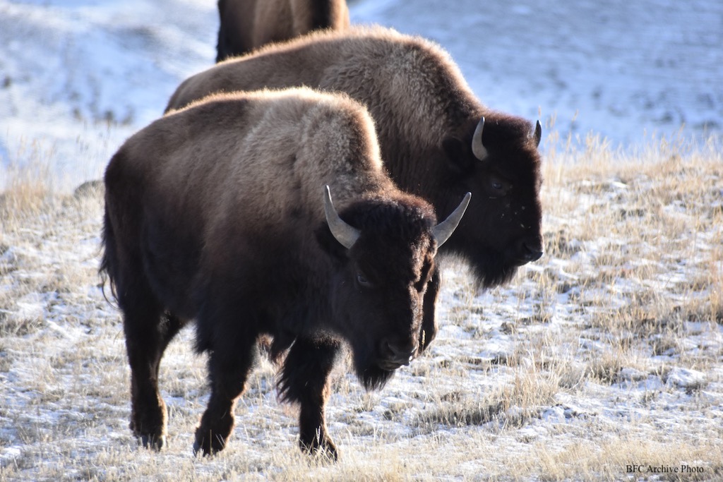 2022 01 31 01 003 yellowstone buffalo two cows