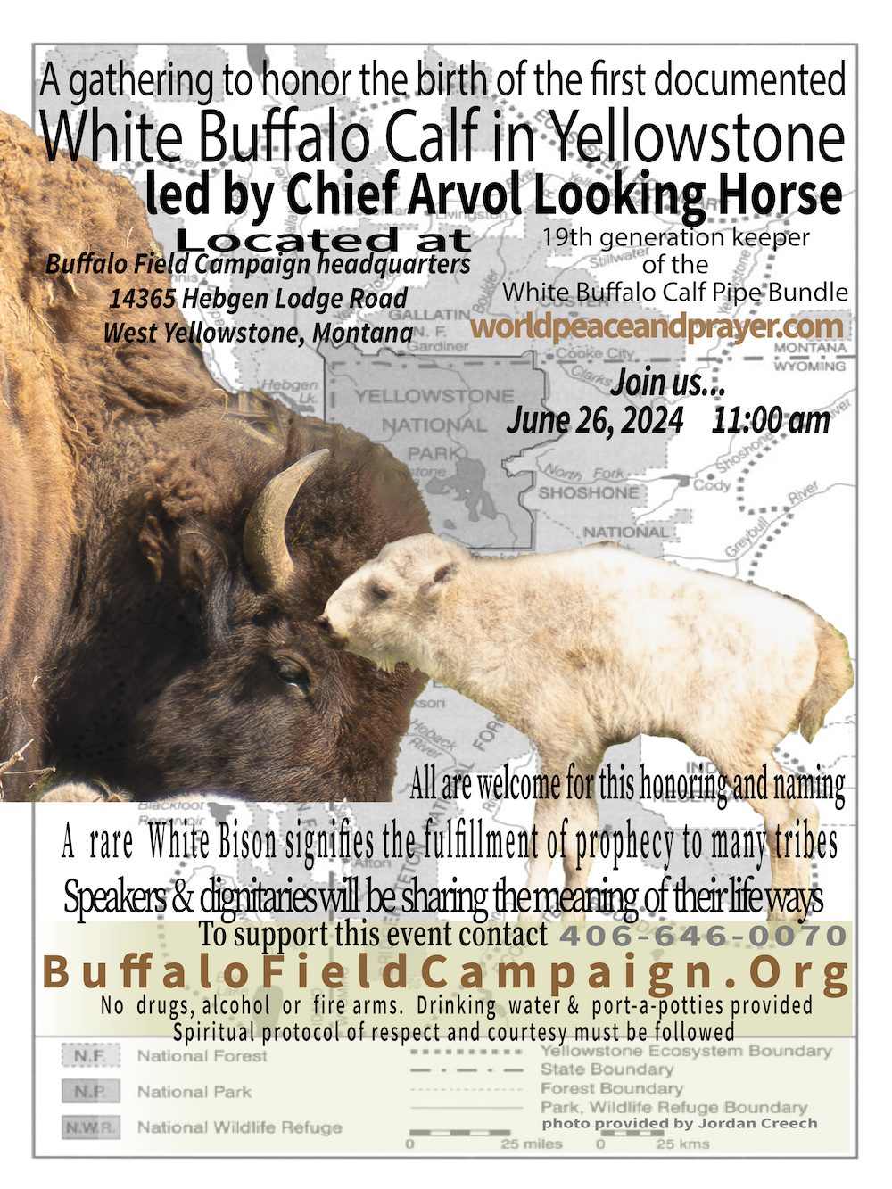 bfc white buffalo calf ceremony yellowstone white buffalo calf 1000