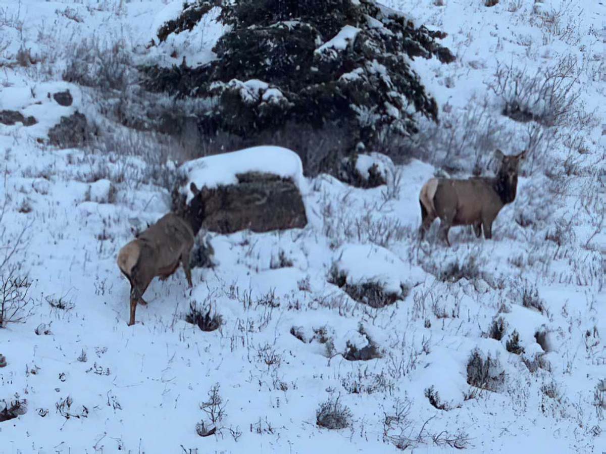 2025 02 06 A Message from a BFC Intern