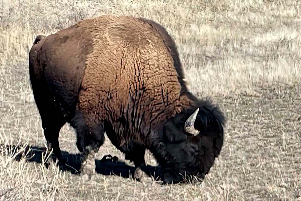 Big Bull in Gardiner, 2025